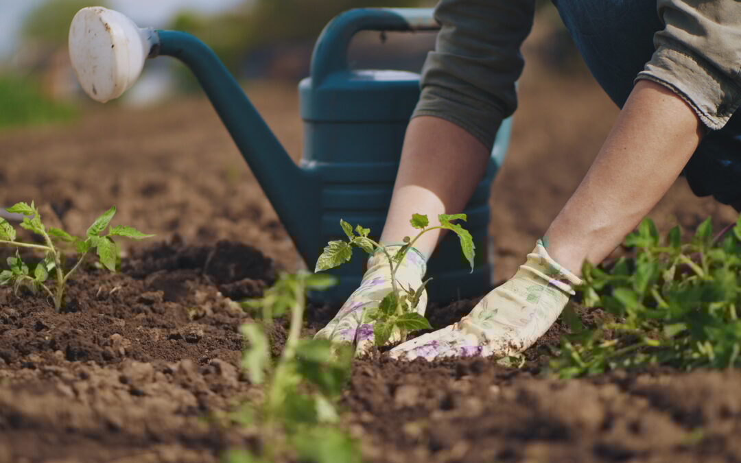 Growing Change: How a Student-Led Garden Is Addressing  Food Insecurity on Campus