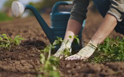 Growing Change: How a Student-Led Garden Is Addressing  Food Insecurity on Campus